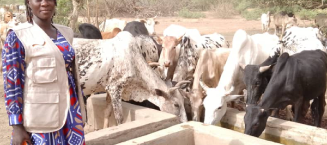 Nachhaltige Landwirtschaft in Burkina Faso – Frau mit Kuhherde Frau in Burkina Faso mit ihrer Kuhherde, unterstützt durch nachhaltige Landwirtschaftsprojekte